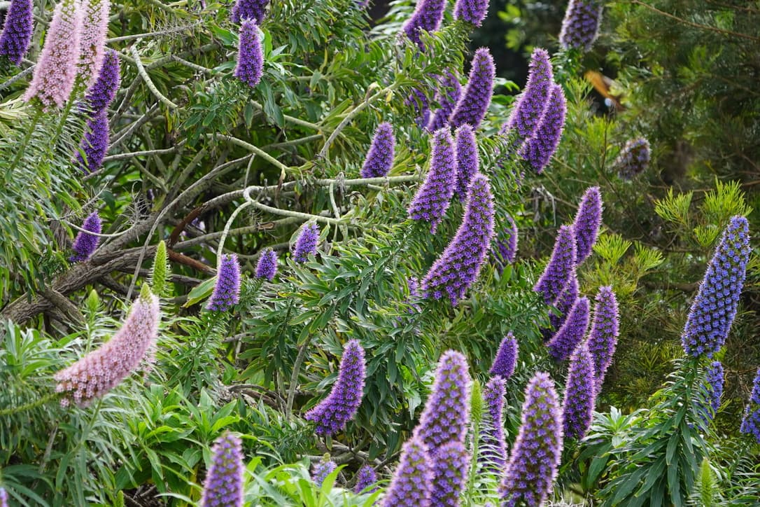 Pride of Madeira