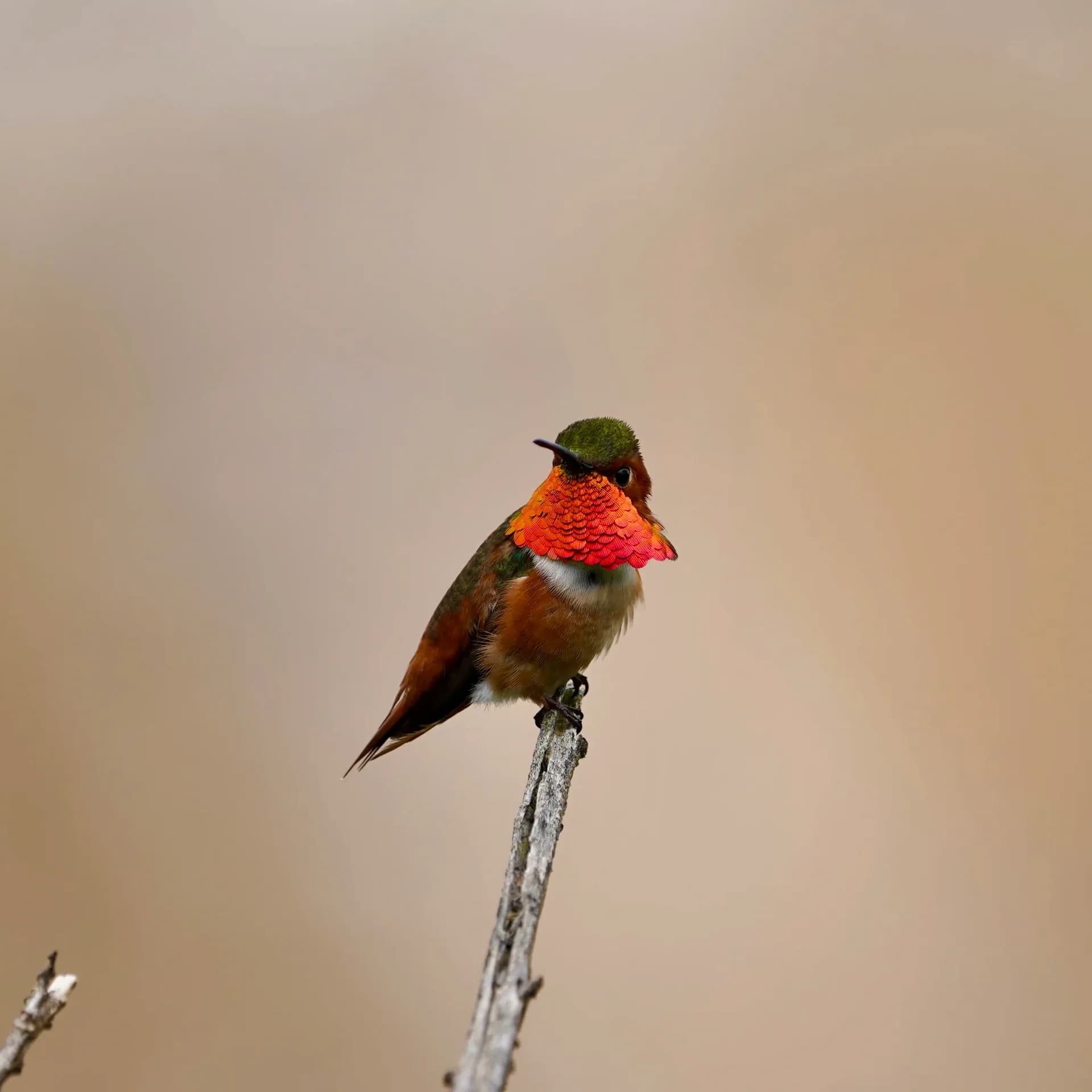 Allen’s Hummingbird perched on a bare twig, its iridescent orange-red throat lit against a soft tan background