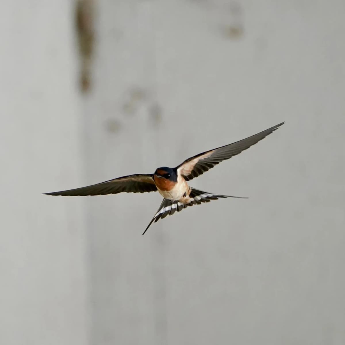 Barn Swallow in flight, wings fully spread against a pale grey wall
