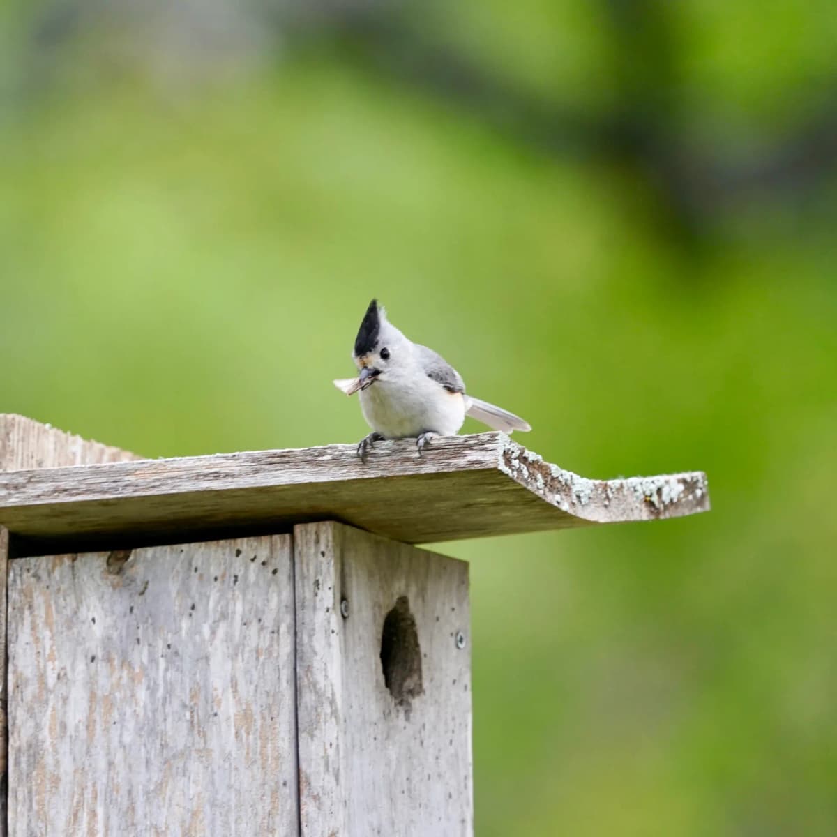 Black-crested Titmouse standing on the roof of a weathered wooden birdhouse