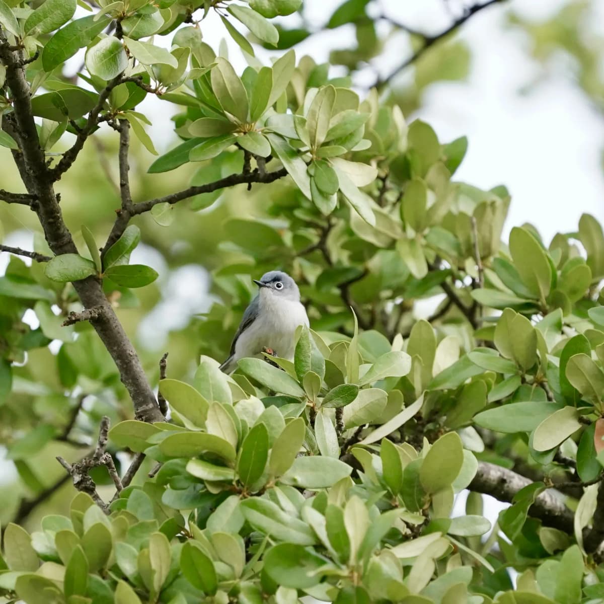 Blue-grey Gnatcatcher perched among small glossy leaves