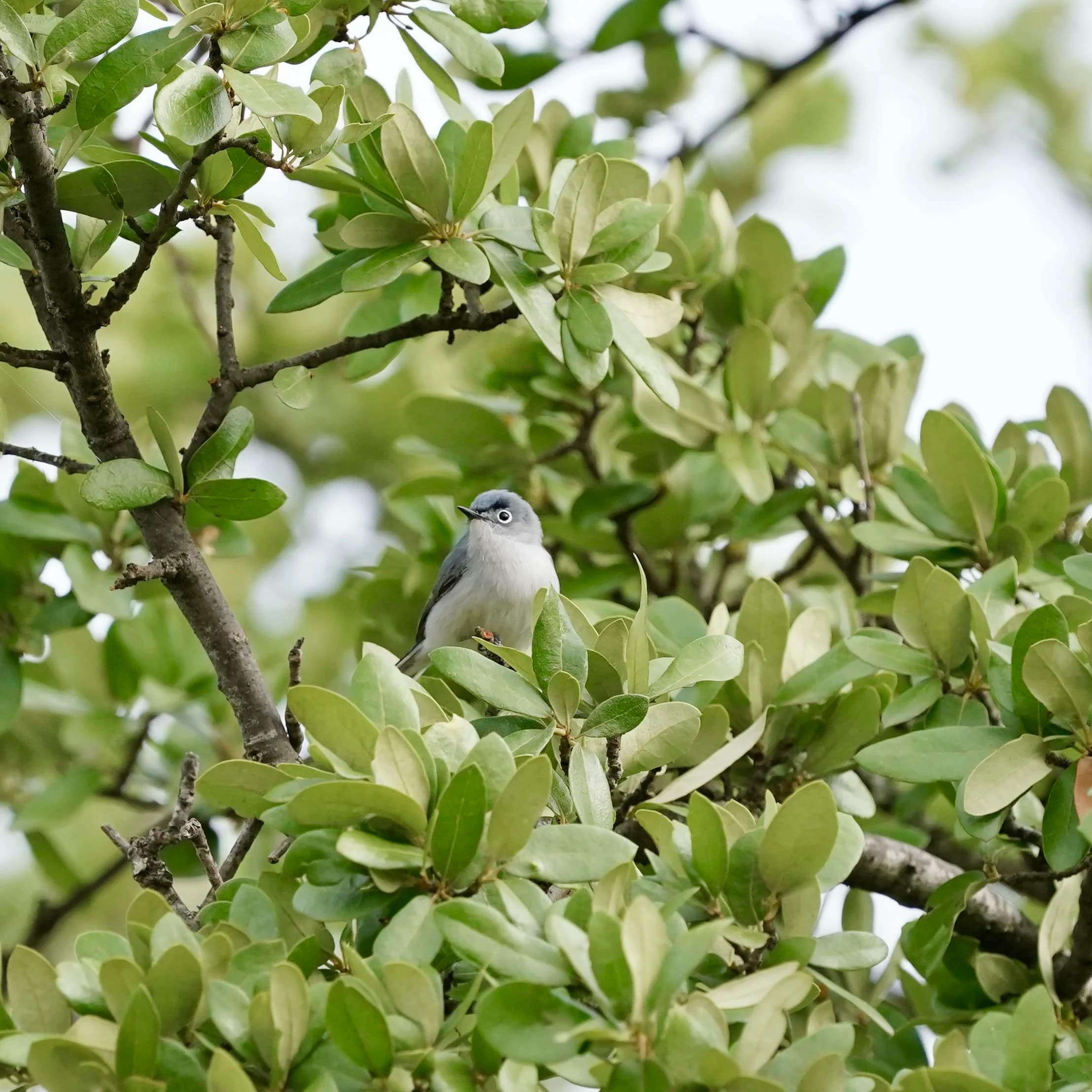 blue grey gnatcatcher