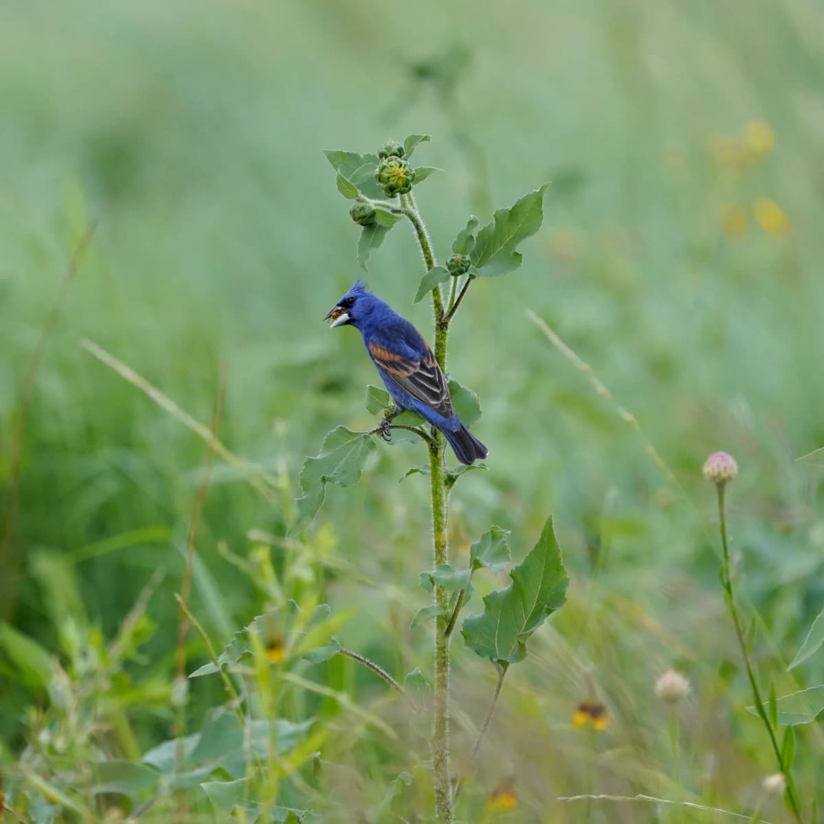 Blue Grosbeak perched on a tall weed stem in a green meadow