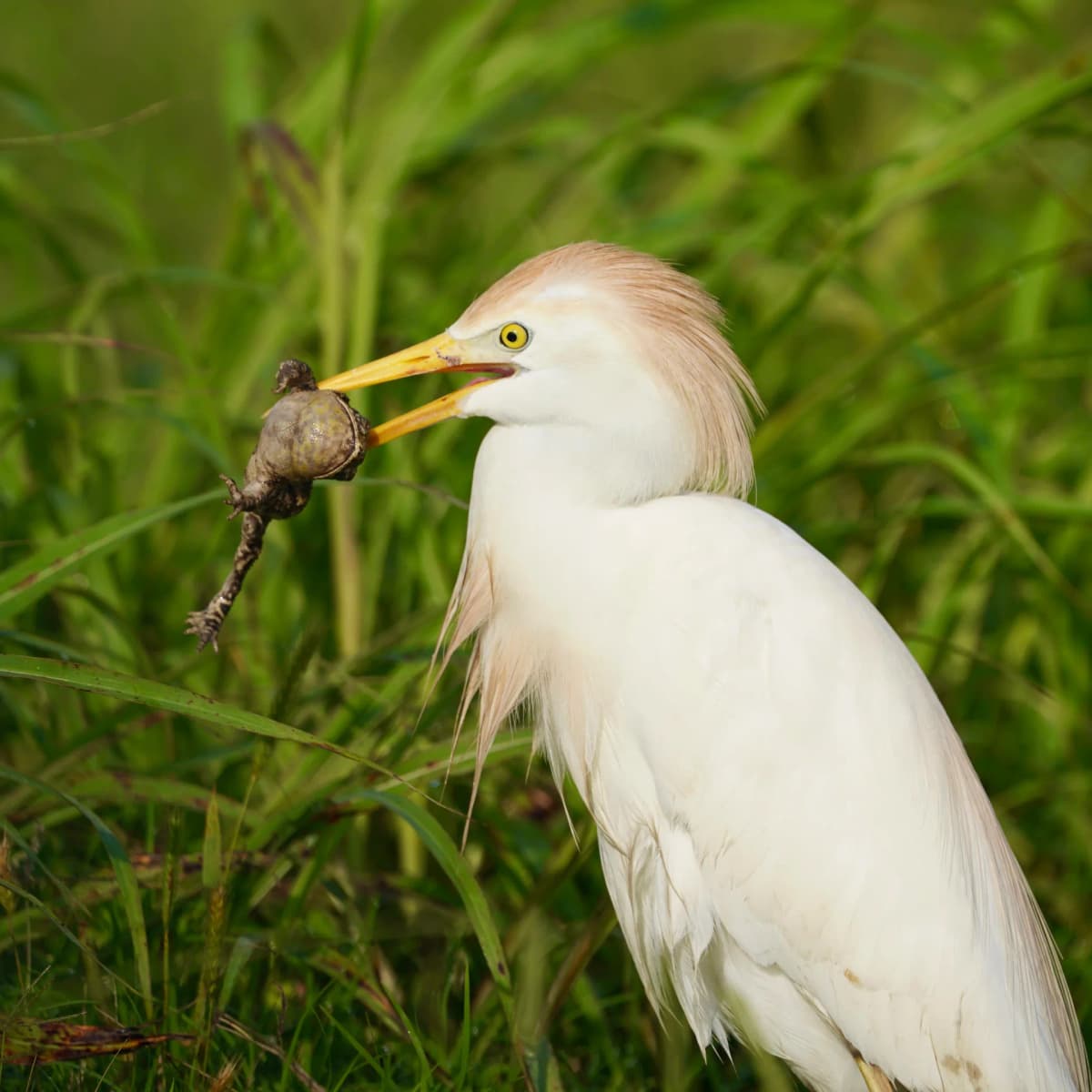 Cattle Egret in buff breeding plumage holding a toad in its bill, among tall green grass