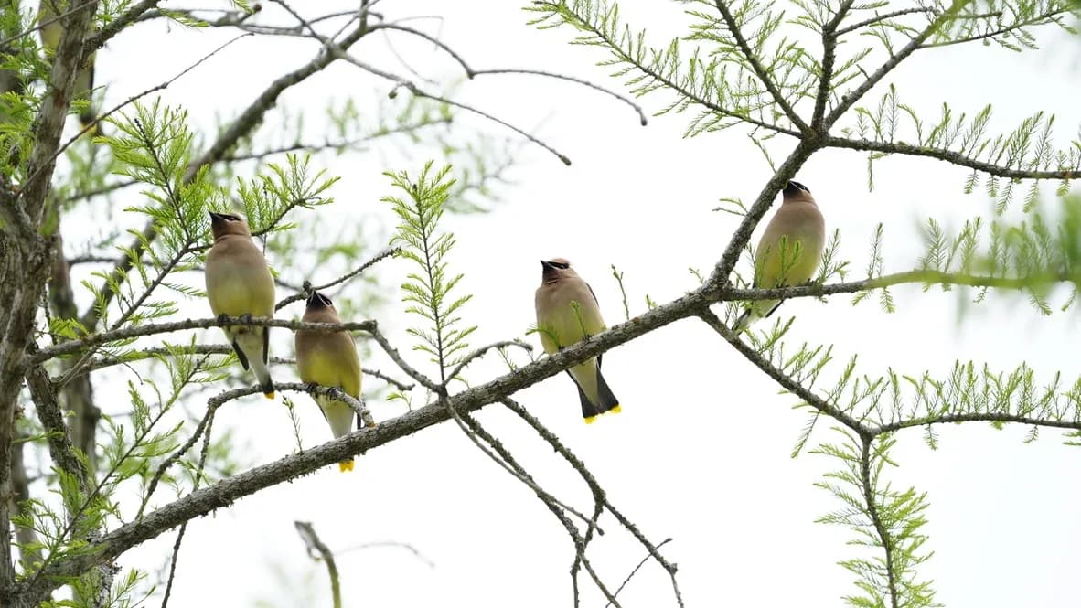 Four Cedar Waxwings perched along bare branches against a pale sky