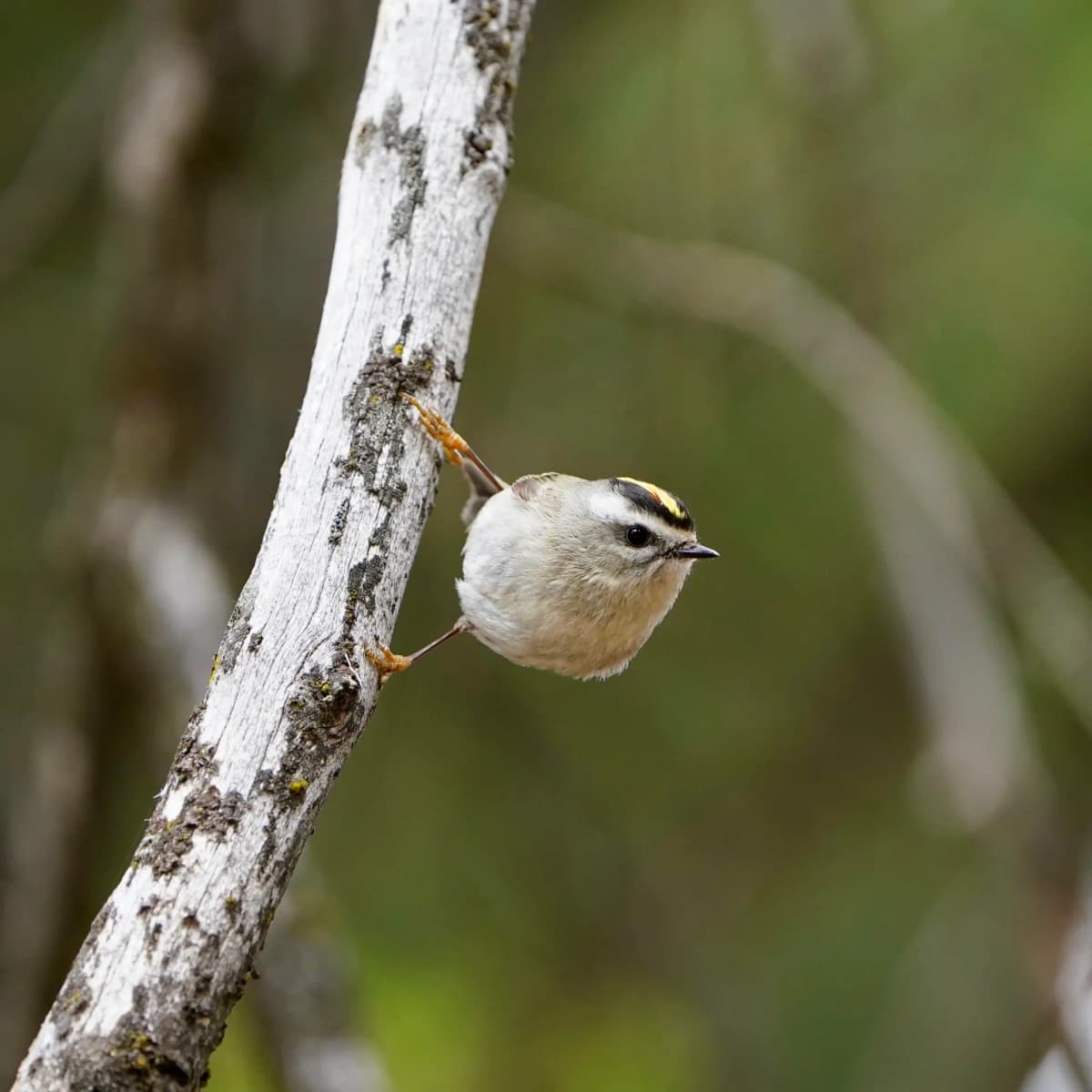 Golden-crowned Kinglet clinging to a pale birch trunk