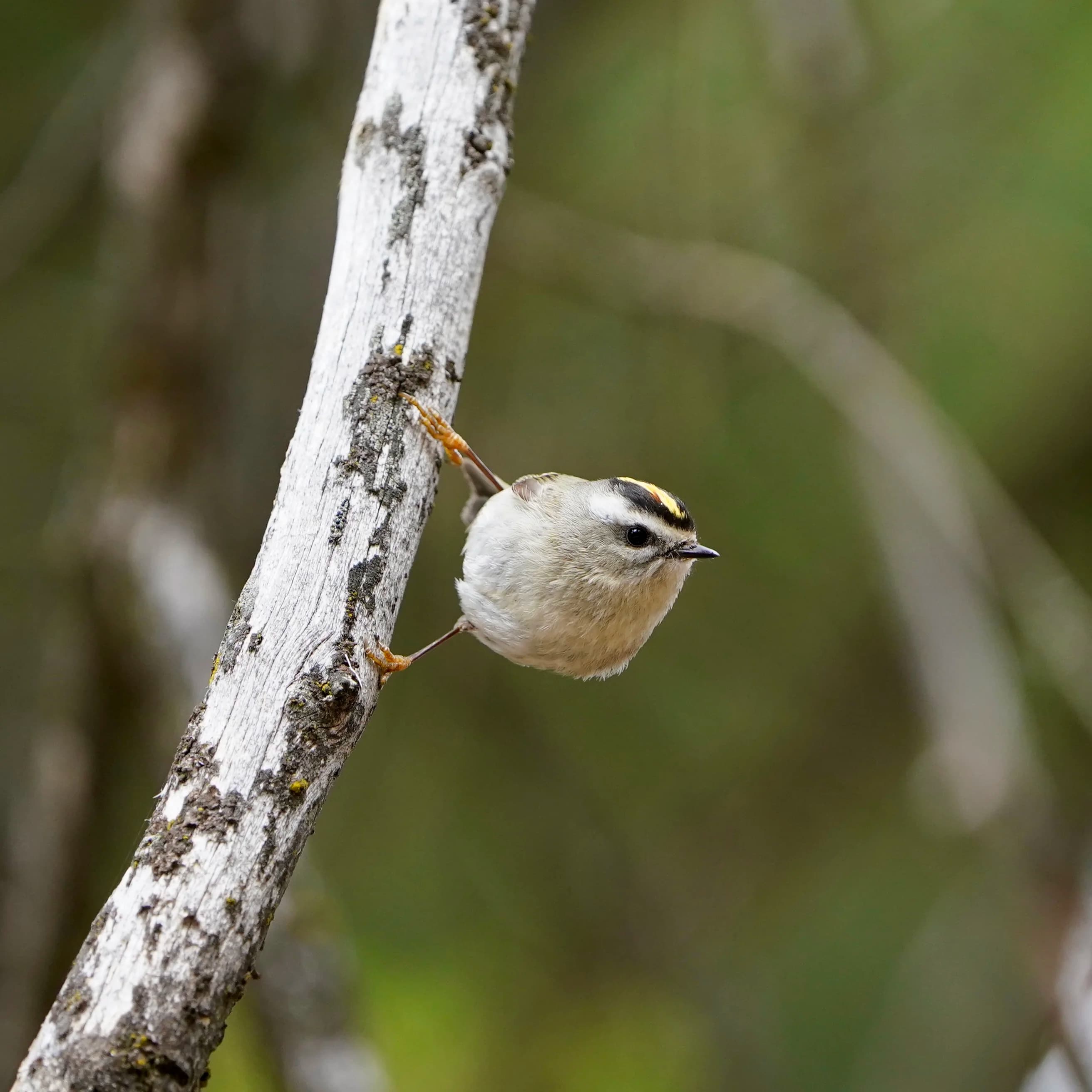 golden crowned kinglet