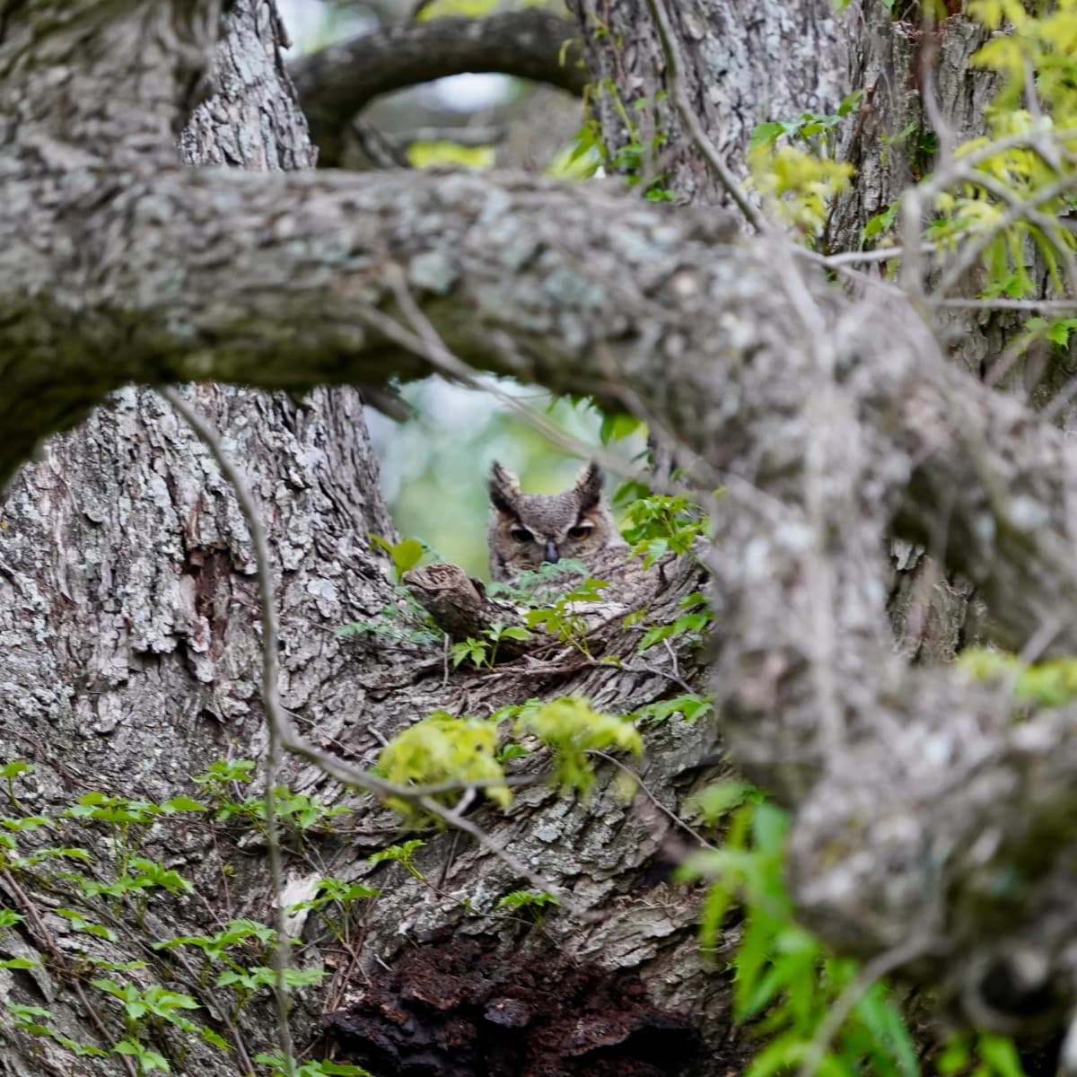Great Horned Owl peering out from a hollow, framed by mossy oak branches