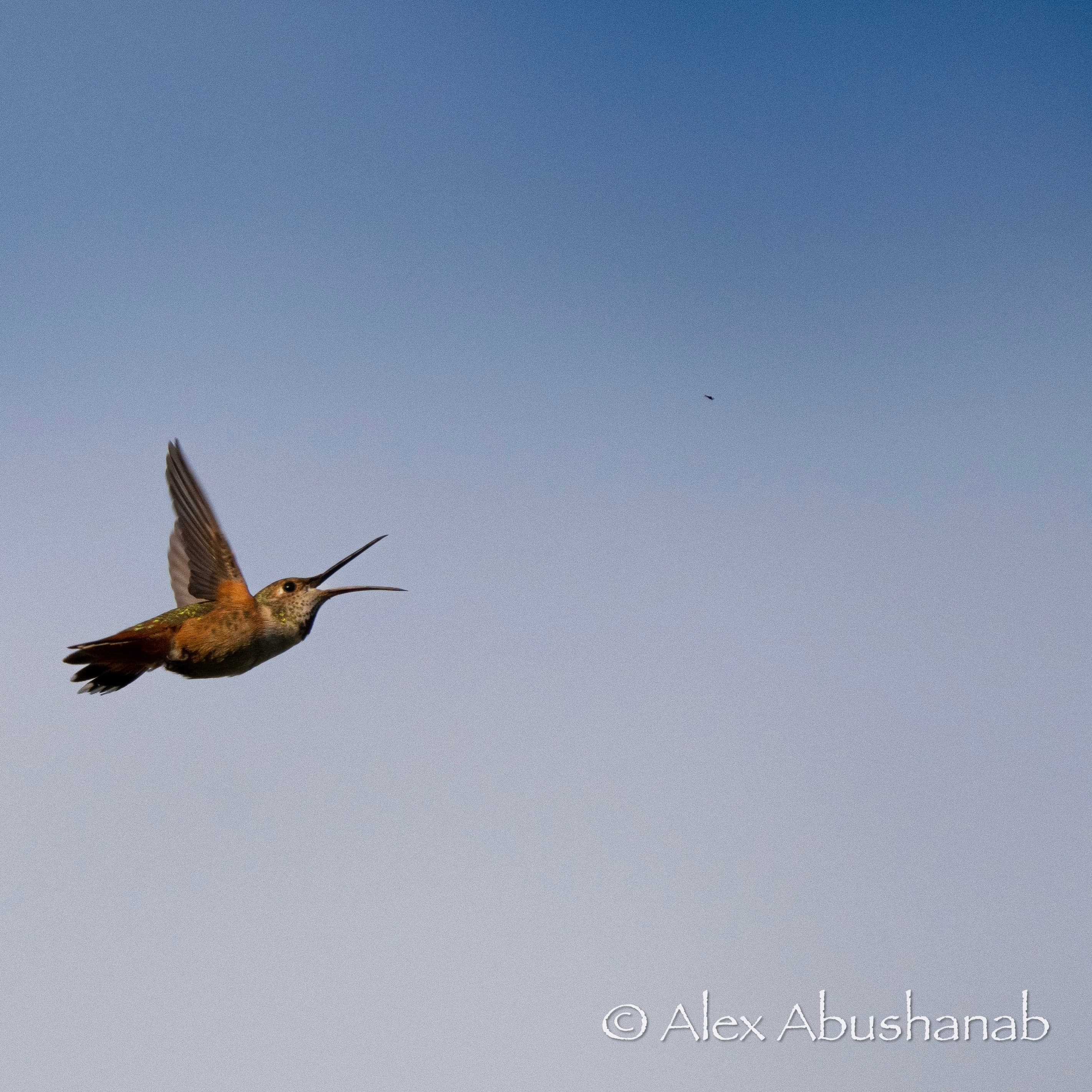 hummingbird