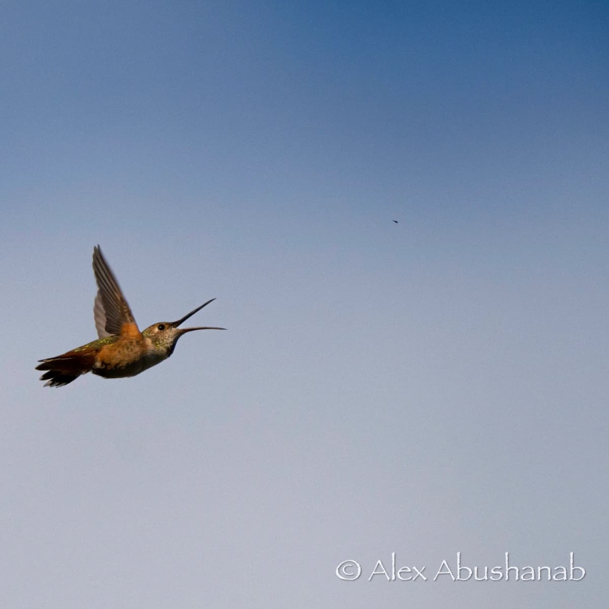 Hummingbird hovering in flight against a clear blue-grey sky
