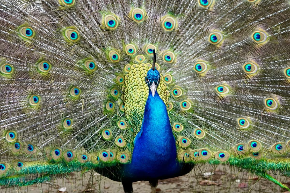 Indian Peafowl displaying its fully fanned tail of eyespots