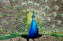 Indian Peafowl