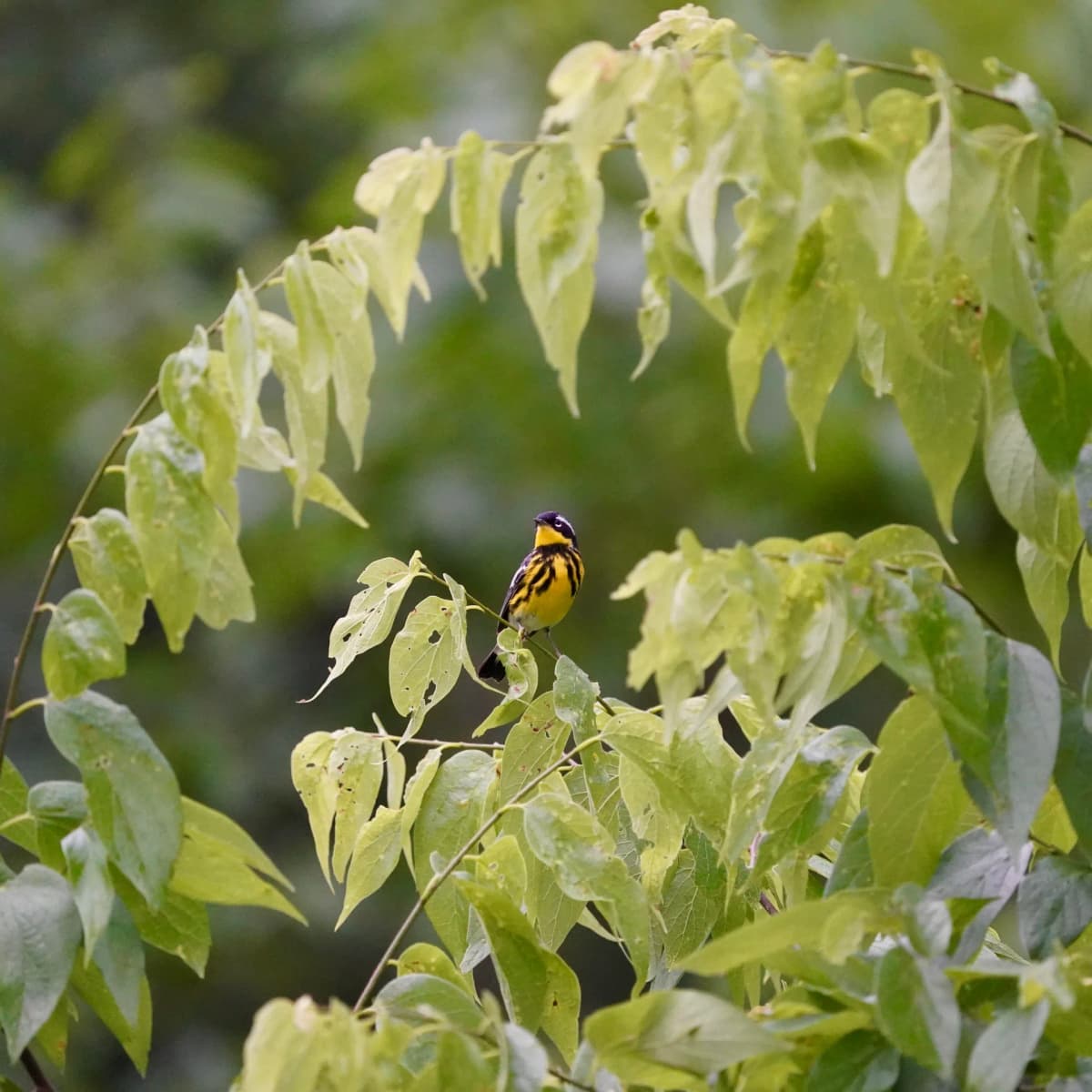 Magnolia Warbler, yellow with dark streaks, among pale green leaves
