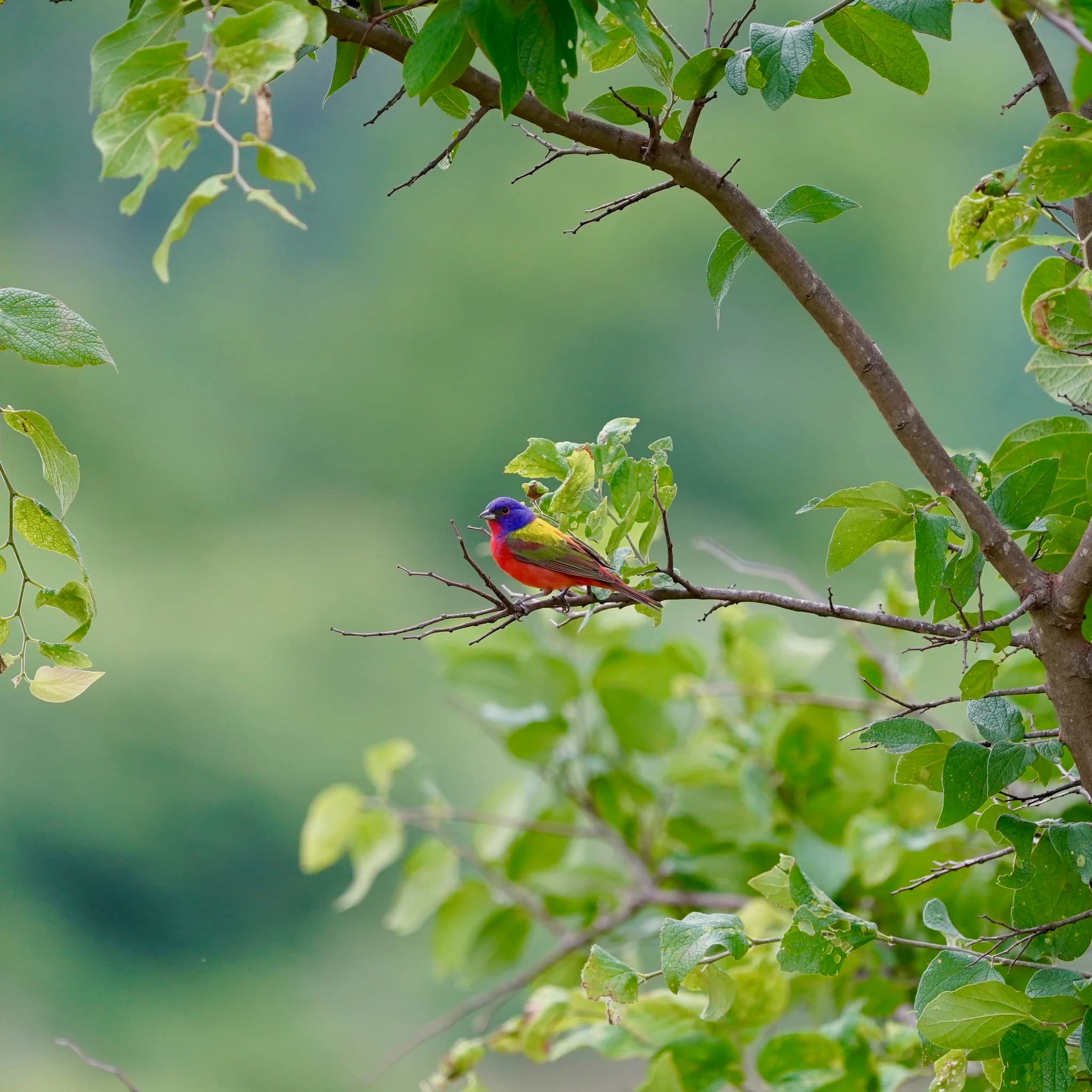 painted bunting