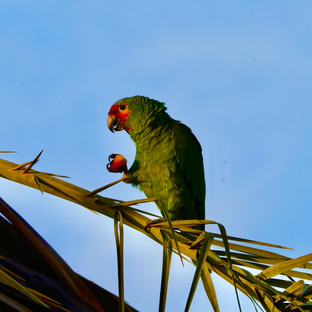 Red-crowned Parrot, green with a red crown, eating fruit on a palm frond against blue sky