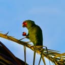 Red-crowned Parrot