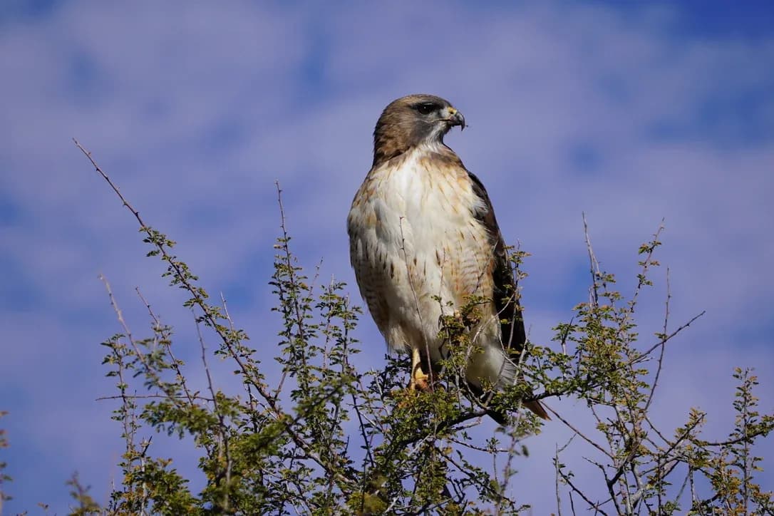 Red-tailed Hawk perched on top of a shrub against a blue sky with clouds