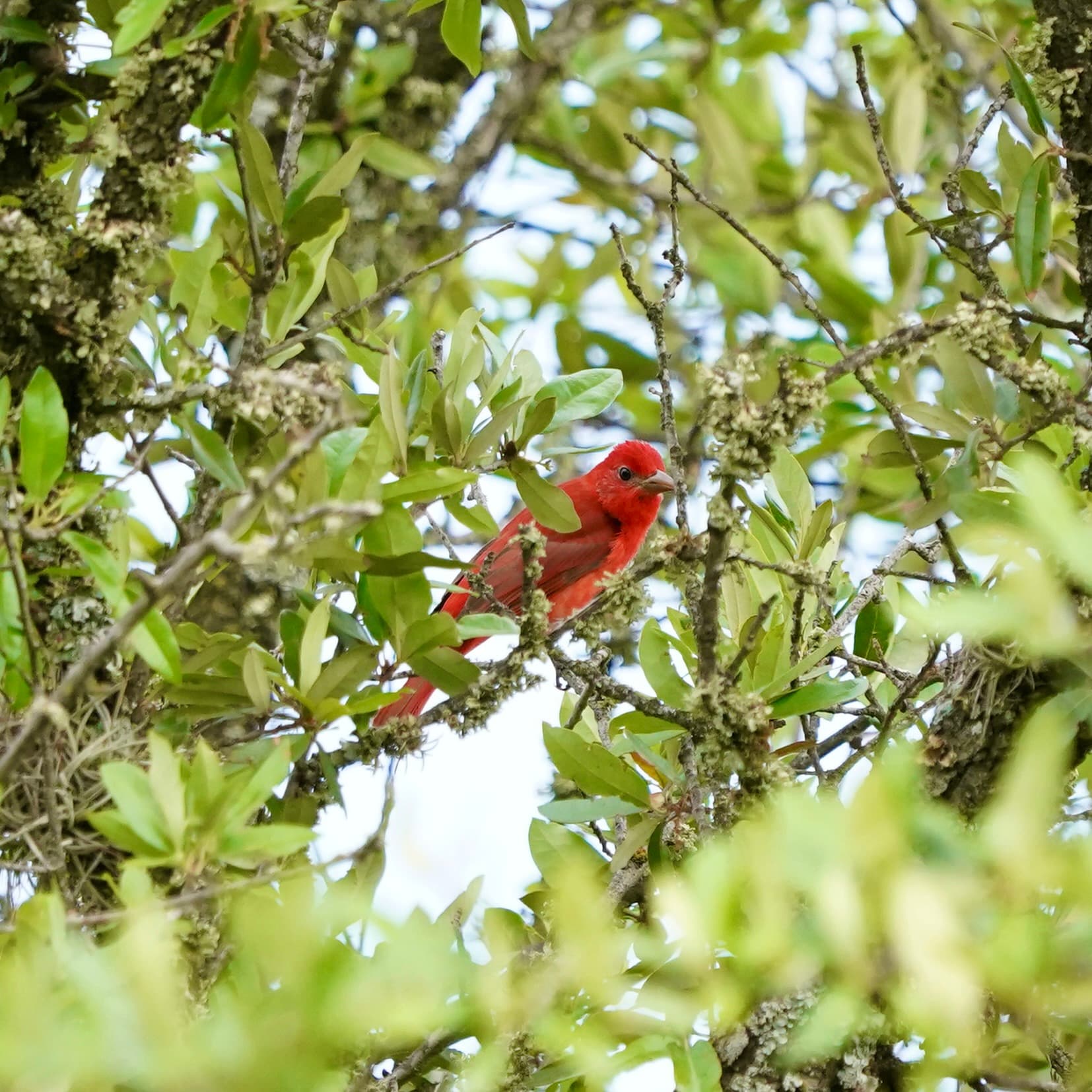 scarlet tanager