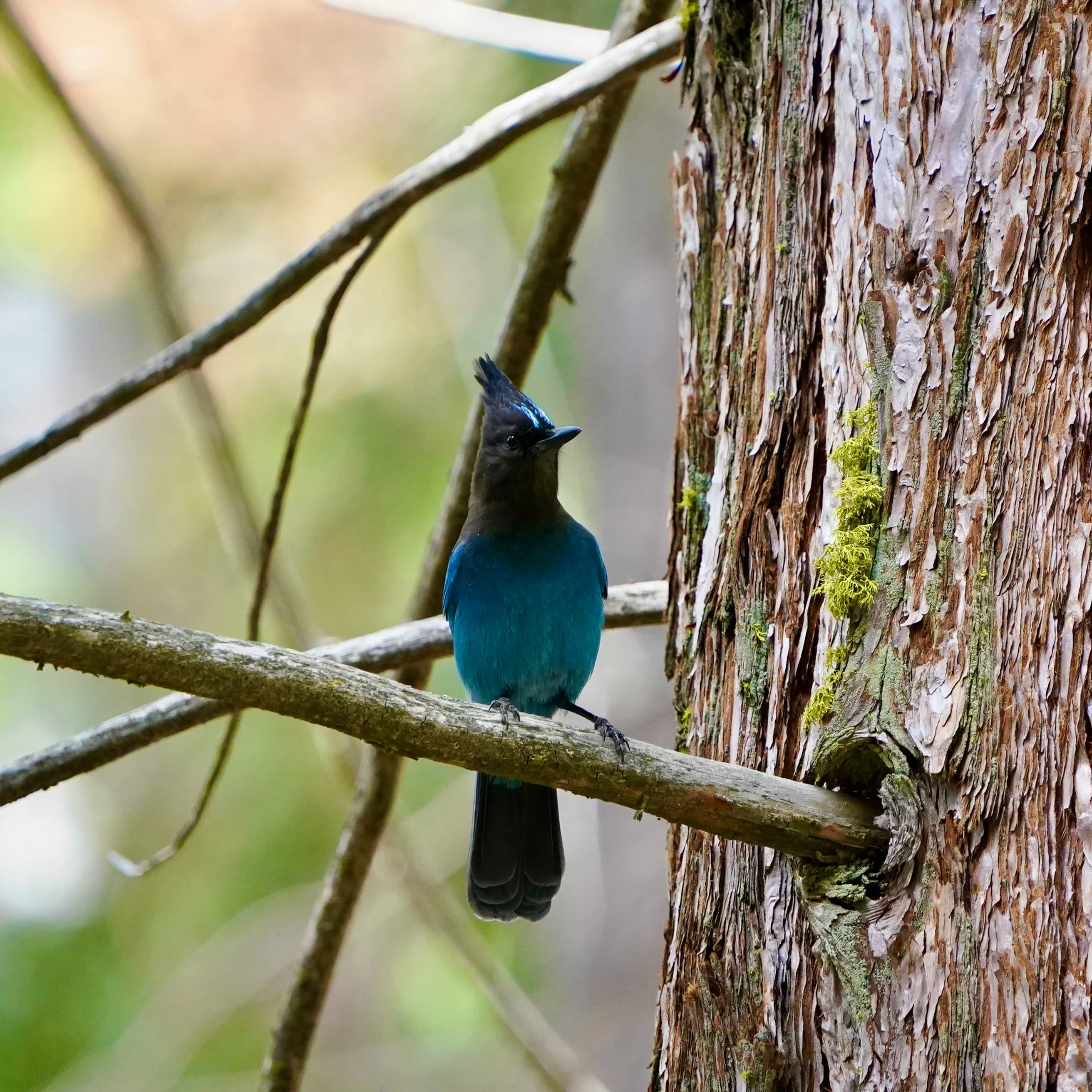 stellers jay