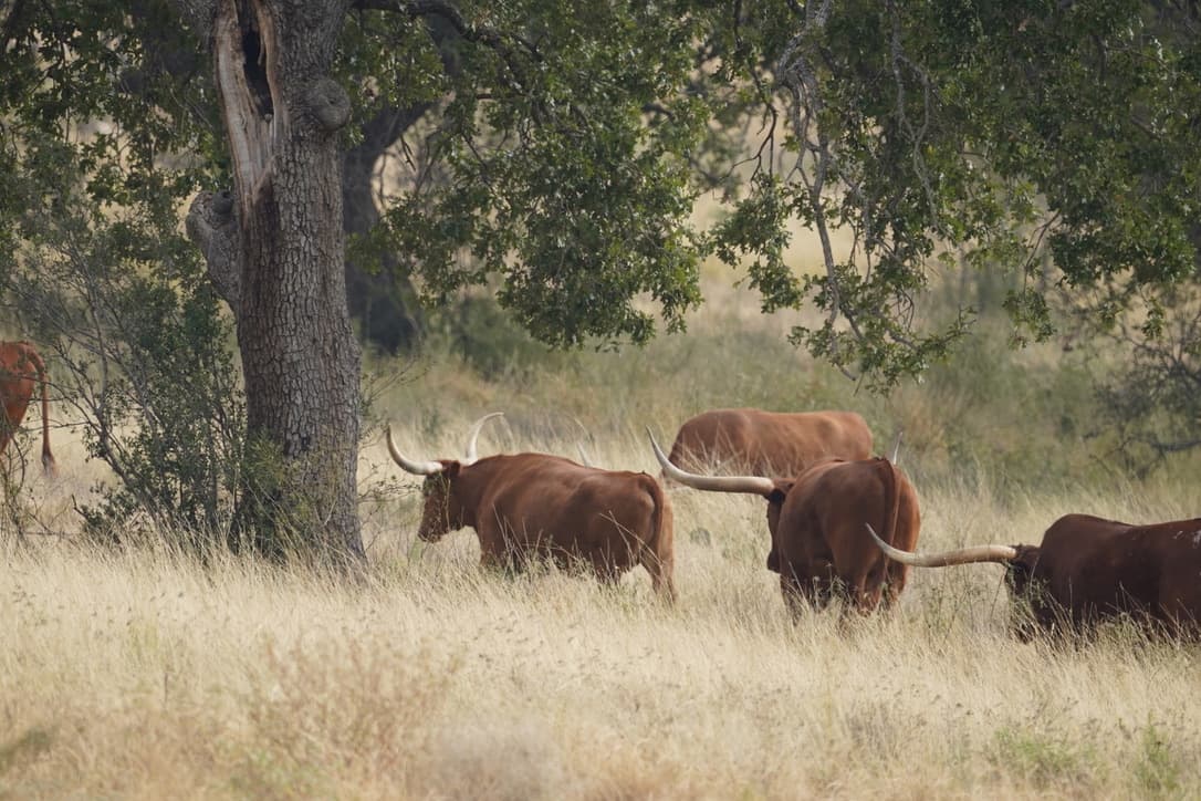 texas longhorn