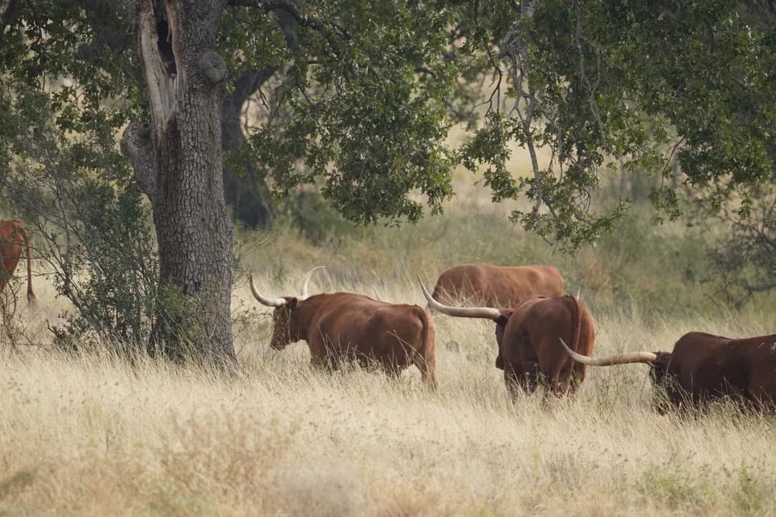 Texas Longhorn cattle walking through tall golden grass beneath an oak