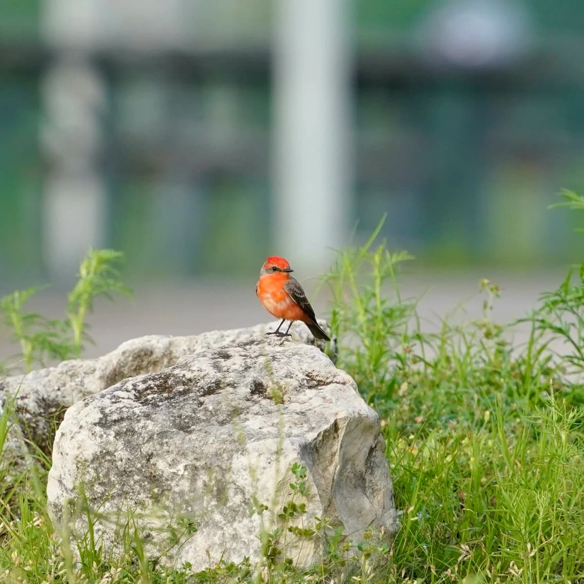 Vermilion Flycatcher perched on a pale limestone rock in green grass