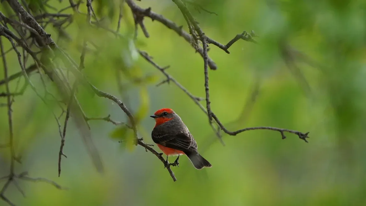 Male Vermilion Flycatcher, scarlet crown and breast, perched on a thin branch against green foliage