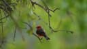 Vermilion Flycatcher