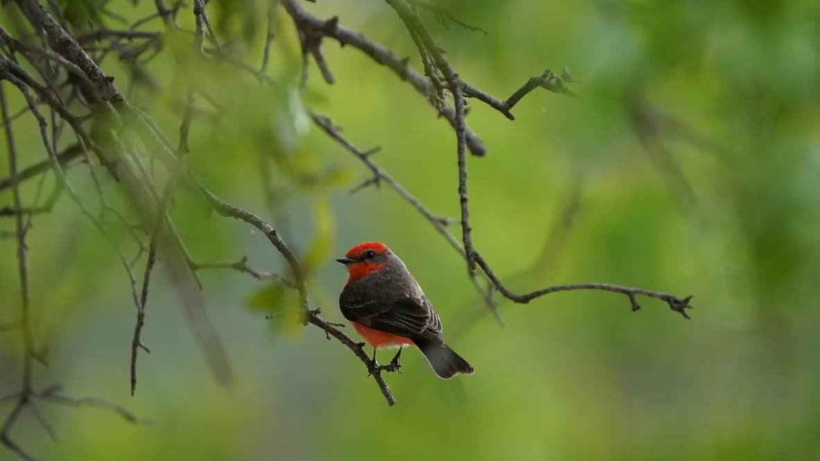 vermilion flycatcher 2