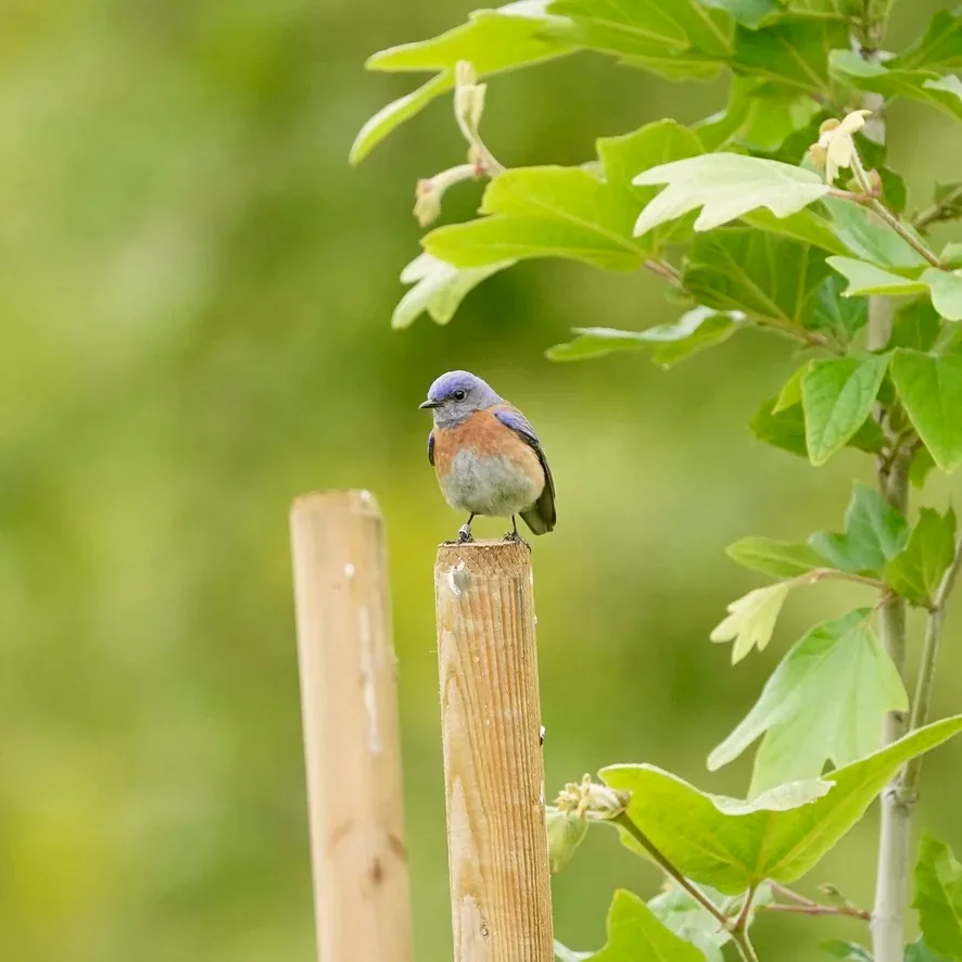 Western Bluebird perched on top of a wooden stake beside green leaves