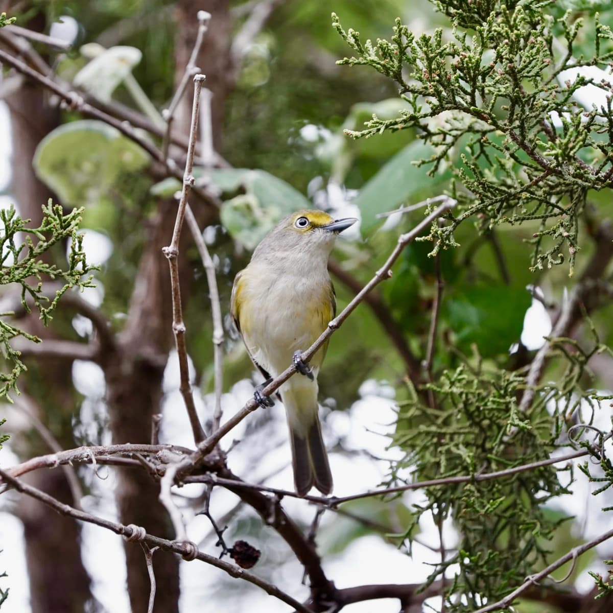 White-eyed Vireo perched among thin twigs and juniper