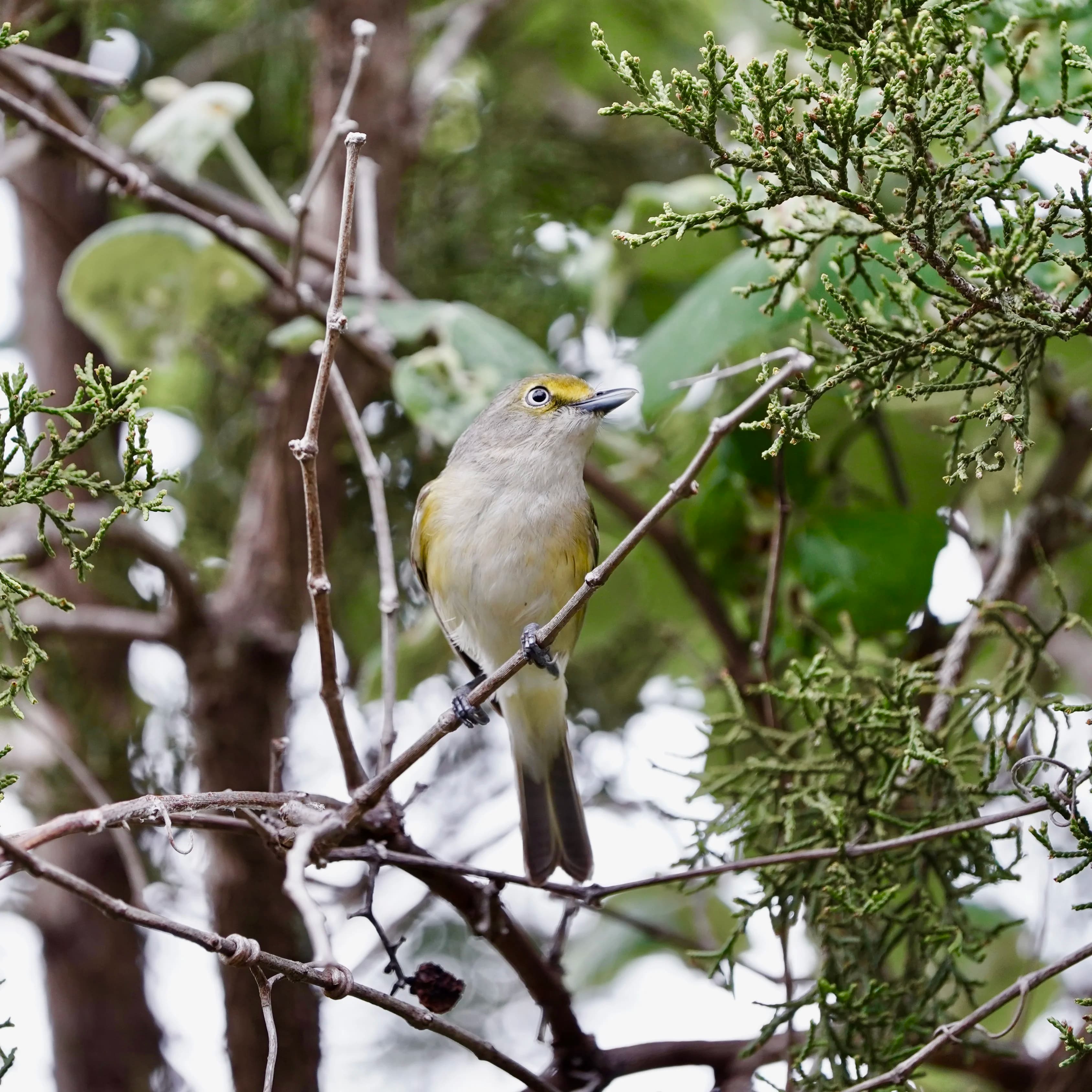 white eyed vireo