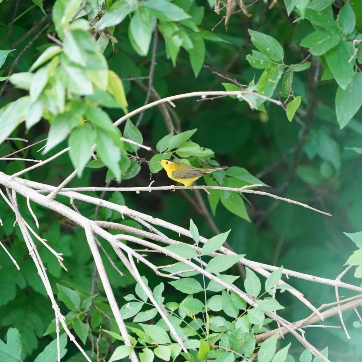Wilson’s Warbler, small and yellow, on a pale branch in green foliage